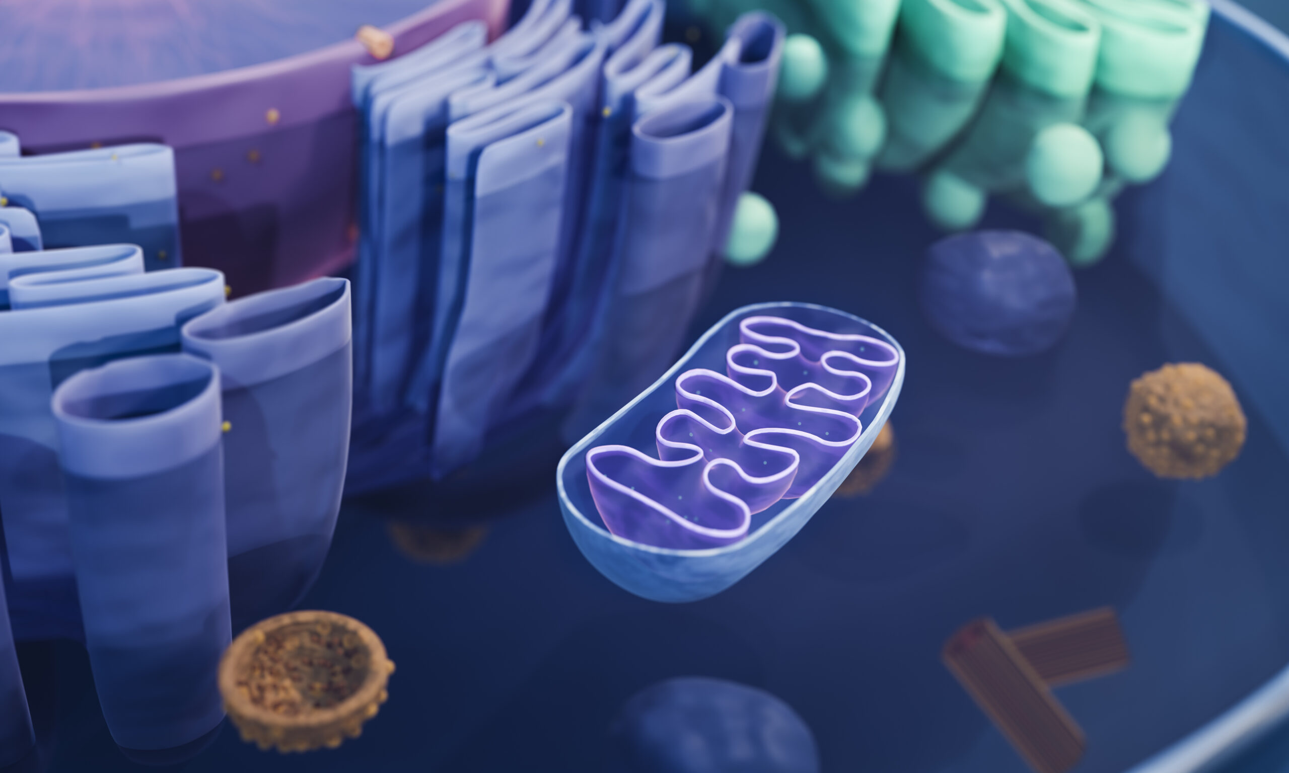 Mitochondrion